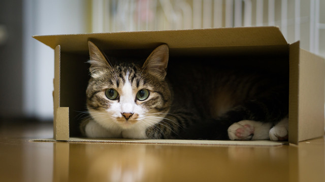 猫　箱２.jpg