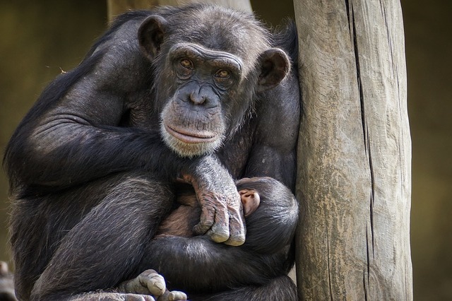 chimpanzee-3707270_960_720.jpg